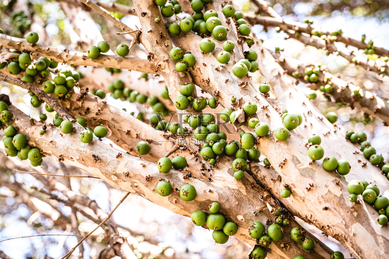 巴西果树上的果实正在成熟，绿色的巴西果，来自巴西，原产于米纳斯吉拉斯照片摄影图片