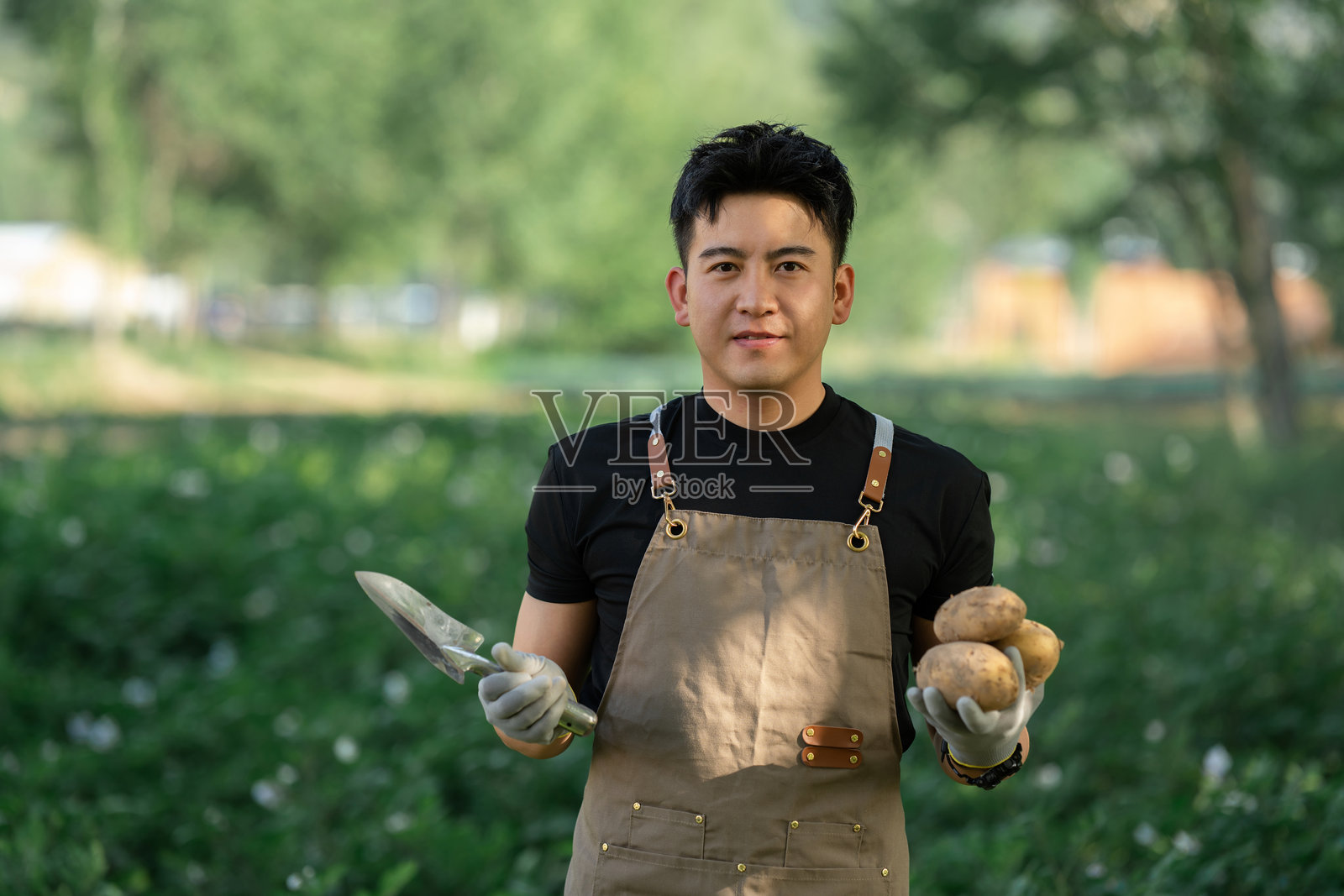 亚洲男子在菜园里收获土豆照片摄影图片