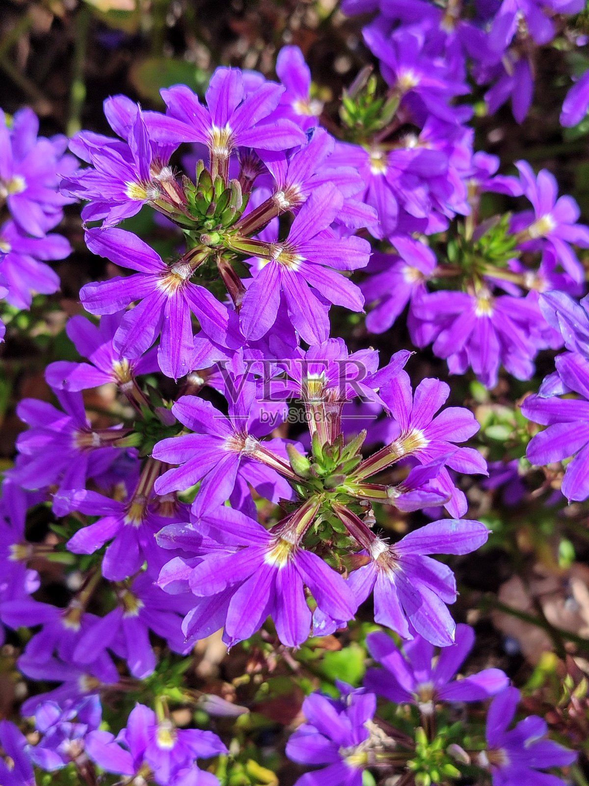 一片美丽的蓝色/紫色扇形花朵花坛照片摄影图片