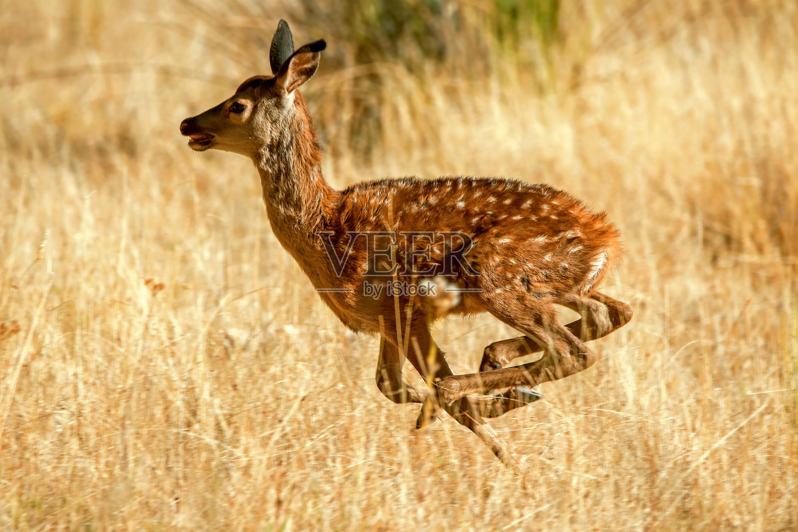 卡索尔拉、塞古拉和拉斯维利亚斯自然公园中的鹿。照片摄影图片