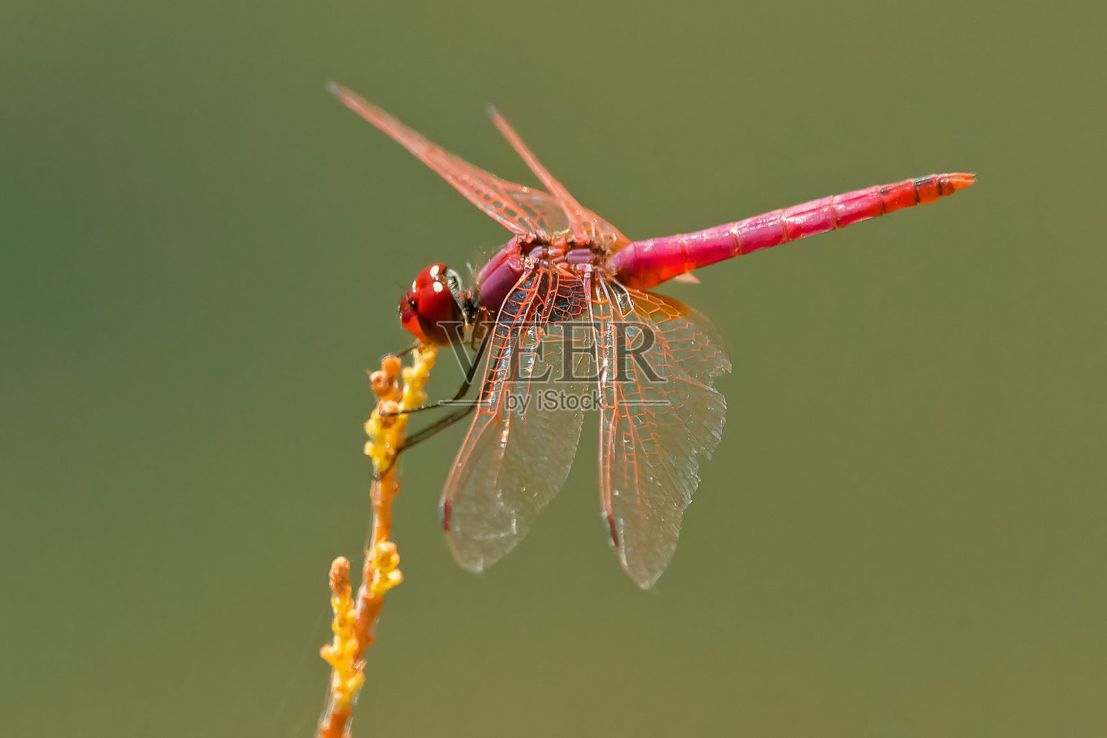 红箭蜻蜓，位于卡索尔拉、塞古拉和拉斯维拉斯自然公园。照片摄影图片