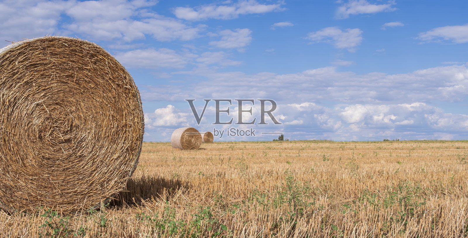 收获后的田野上的圆形稻草捆照片摄影图片