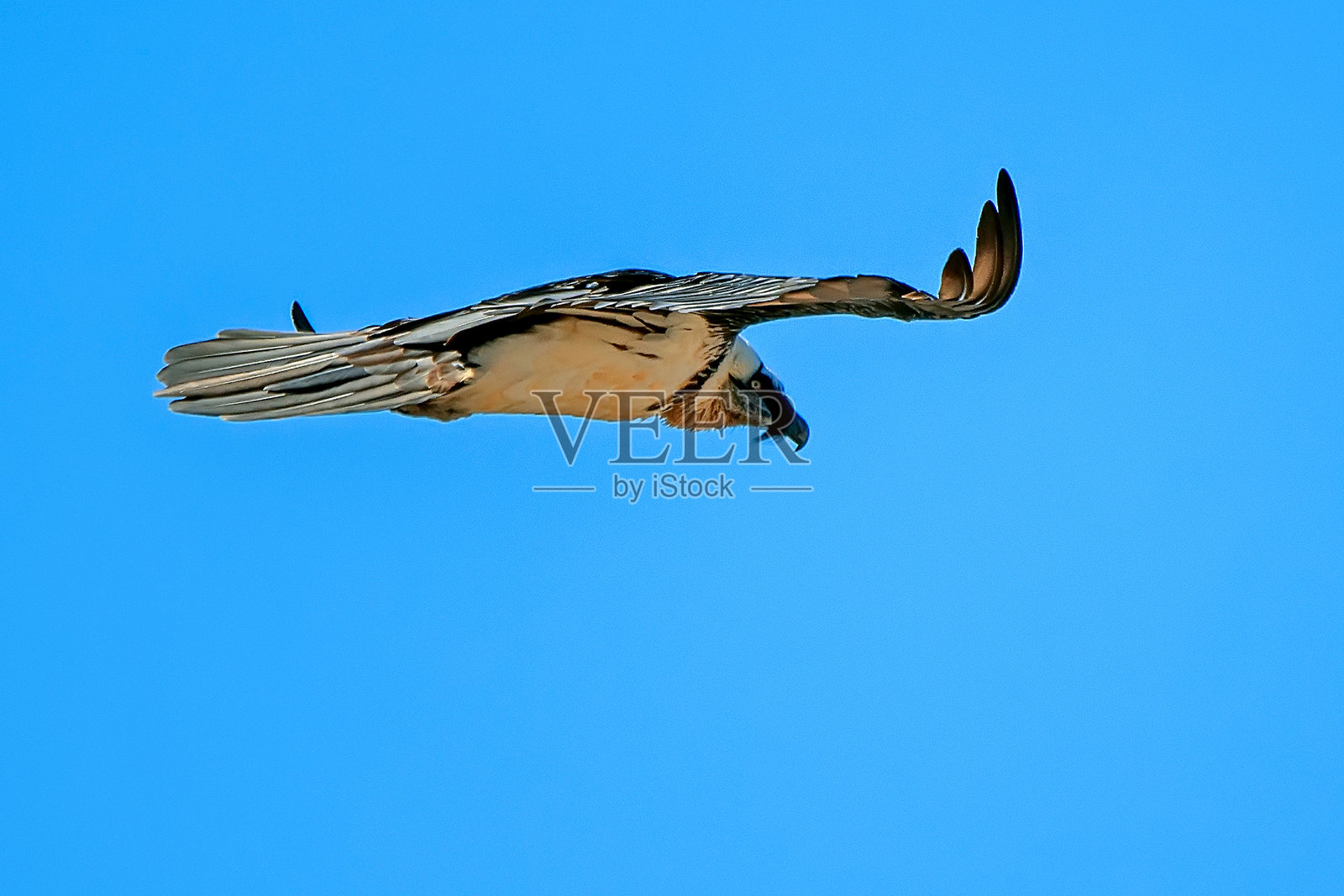 在卡索尔拉、塞古拉和拉斯维利亚斯自然公园飞翔的秃鹫。照片摄影图片