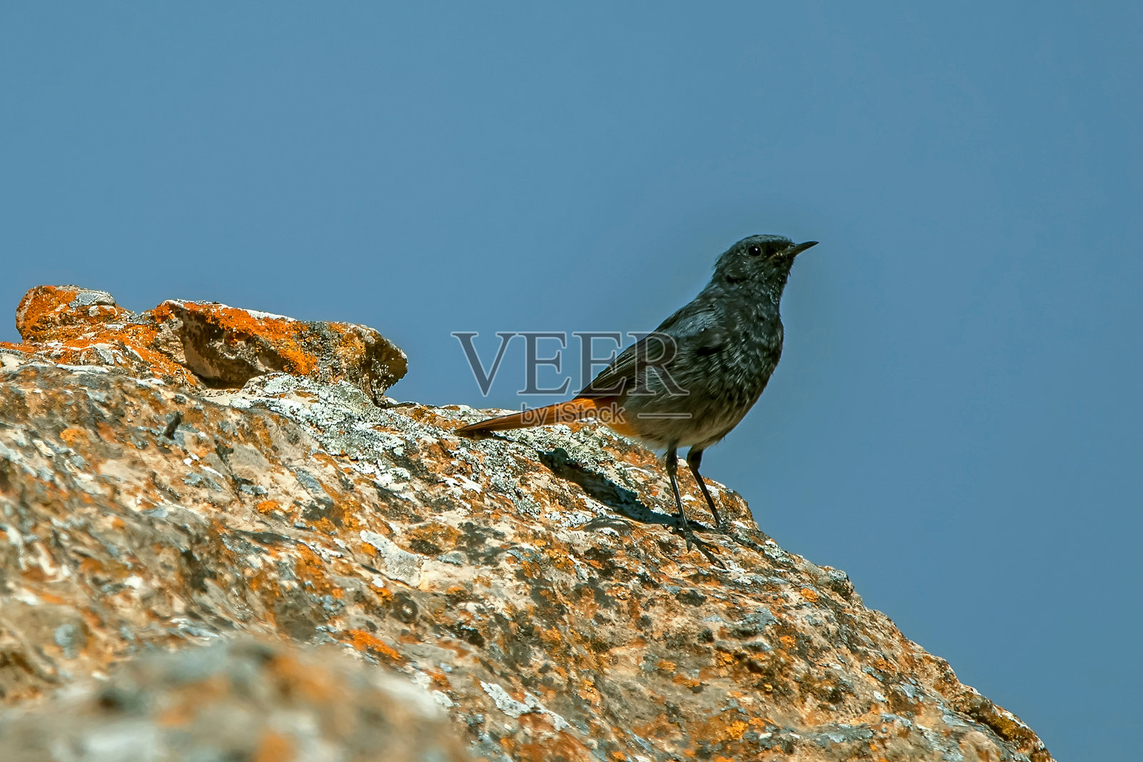 黑红尾鸲，位于卡索尔拉、塞古拉和拉斯维利亚斯自然公园。照片摄影图片
