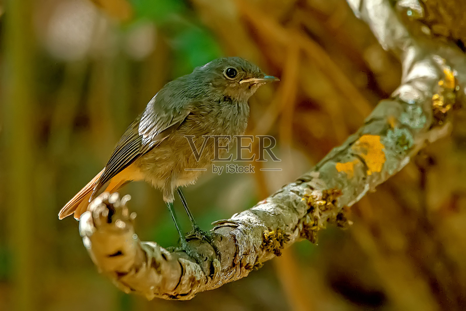黑红尾鸲，位于卡索尔拉、塞古拉和拉斯维利亚斯自然公园。照片摄影图片
