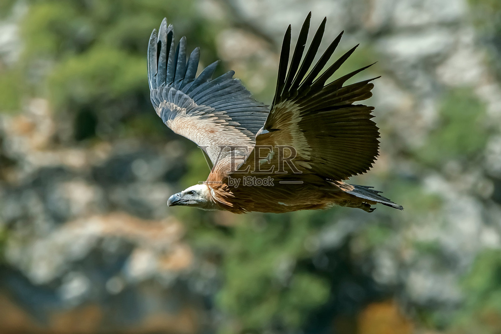 卡索尔拉、塞古拉和拉斯维利亚斯自然公园中的秃鹫照片摄影图片
