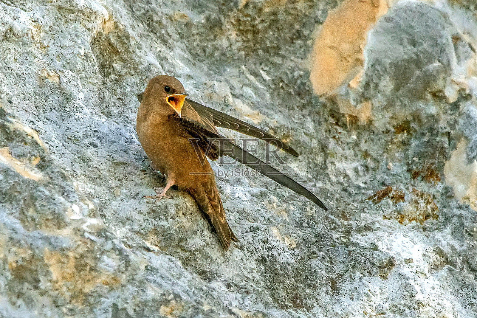 卡佐尔拉、塞古拉和拉斯维拉斯自然公园的岩鹟。照片摄影图片