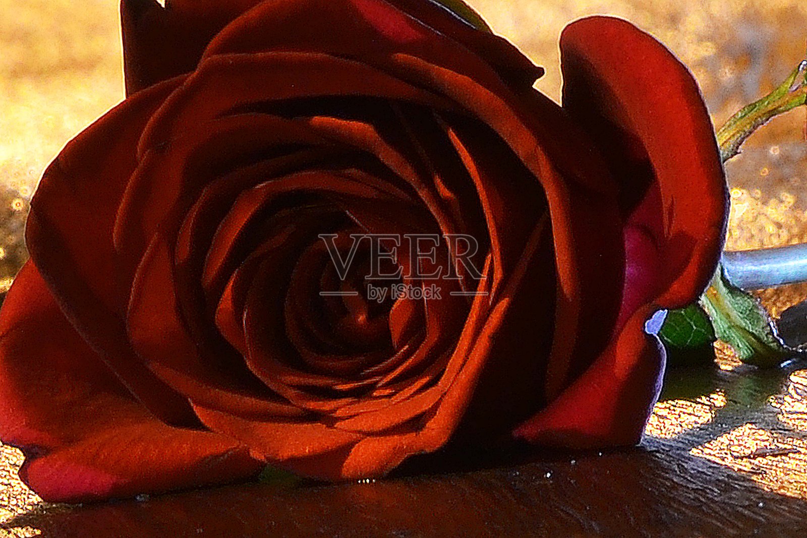 玫瑰花照片摄影图片