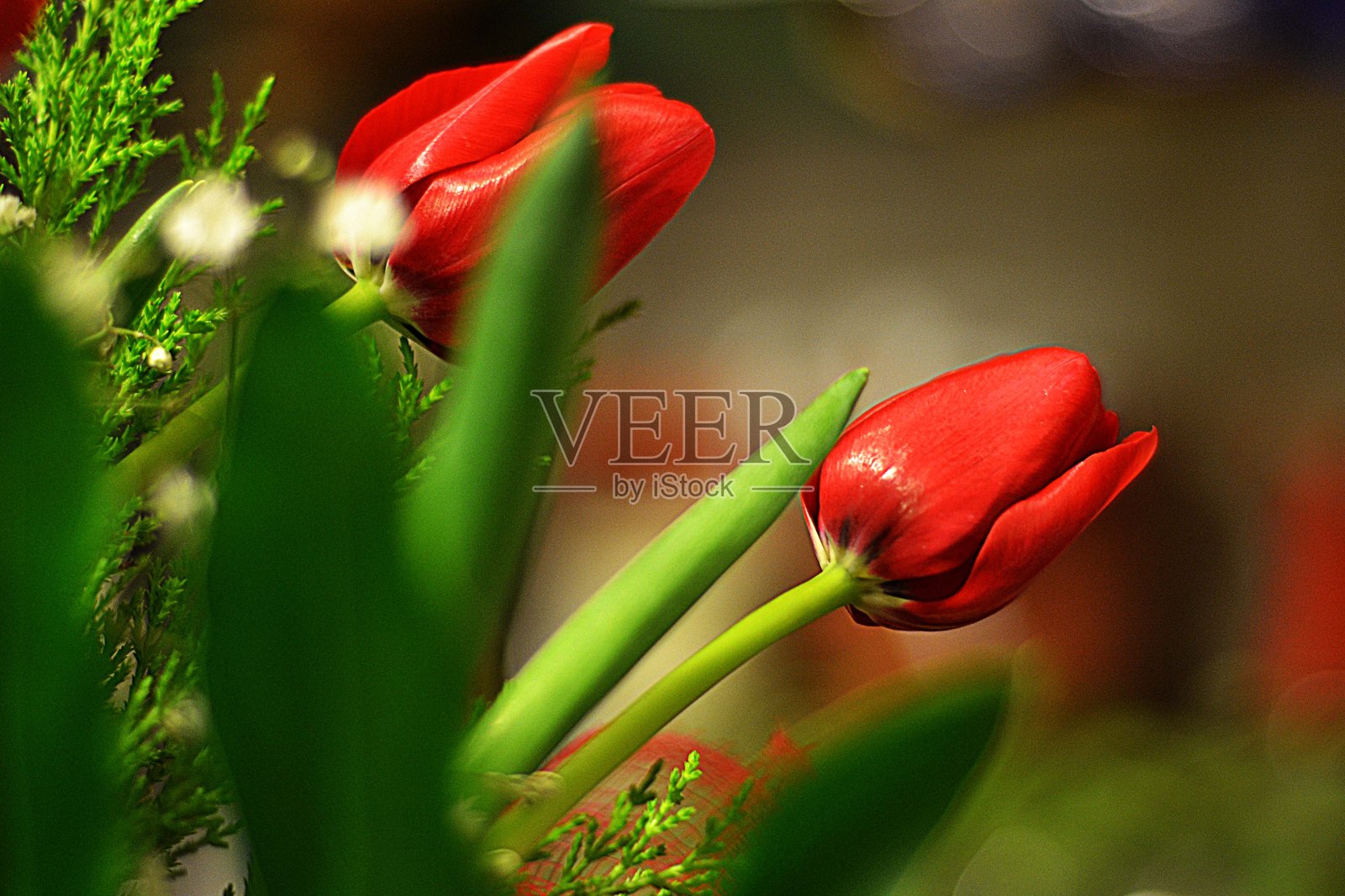 玫瑰花照片摄影图片