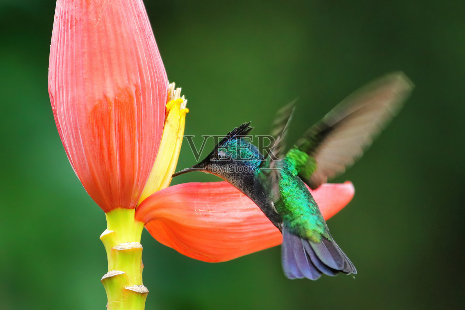 安提瓜冠蜂鸟在格林纳达岛的香蕉花上觅食，格林纳达照片摄影图片
