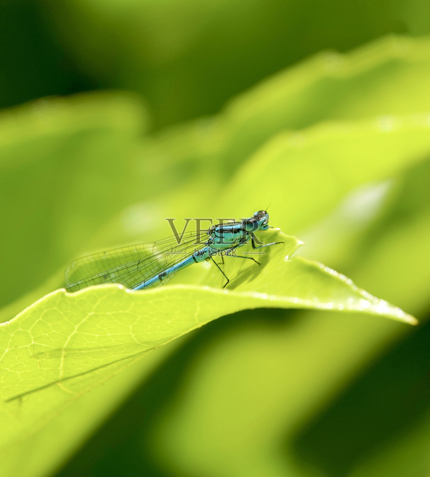 蓝少女蝇照片摄影图片