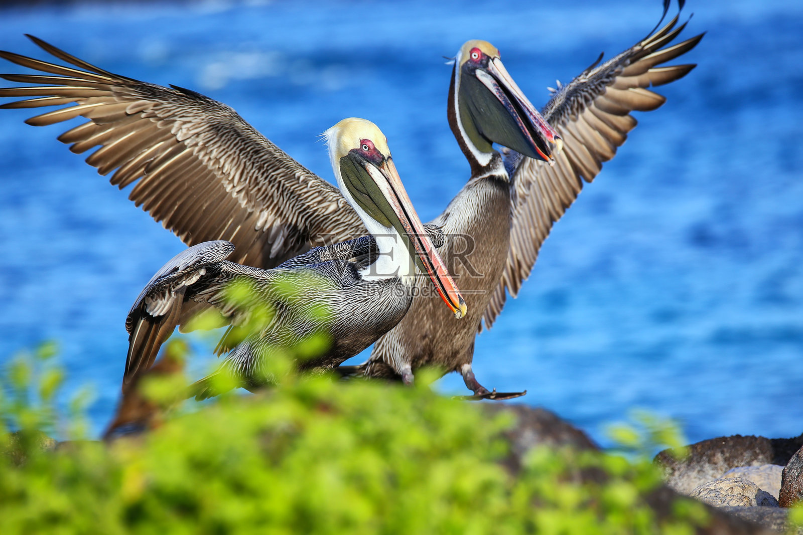 厄瓜多尔加拉帕戈斯国家公园埃斯帕诺拉岛上的棕色鹈鹕照片摄影图片
