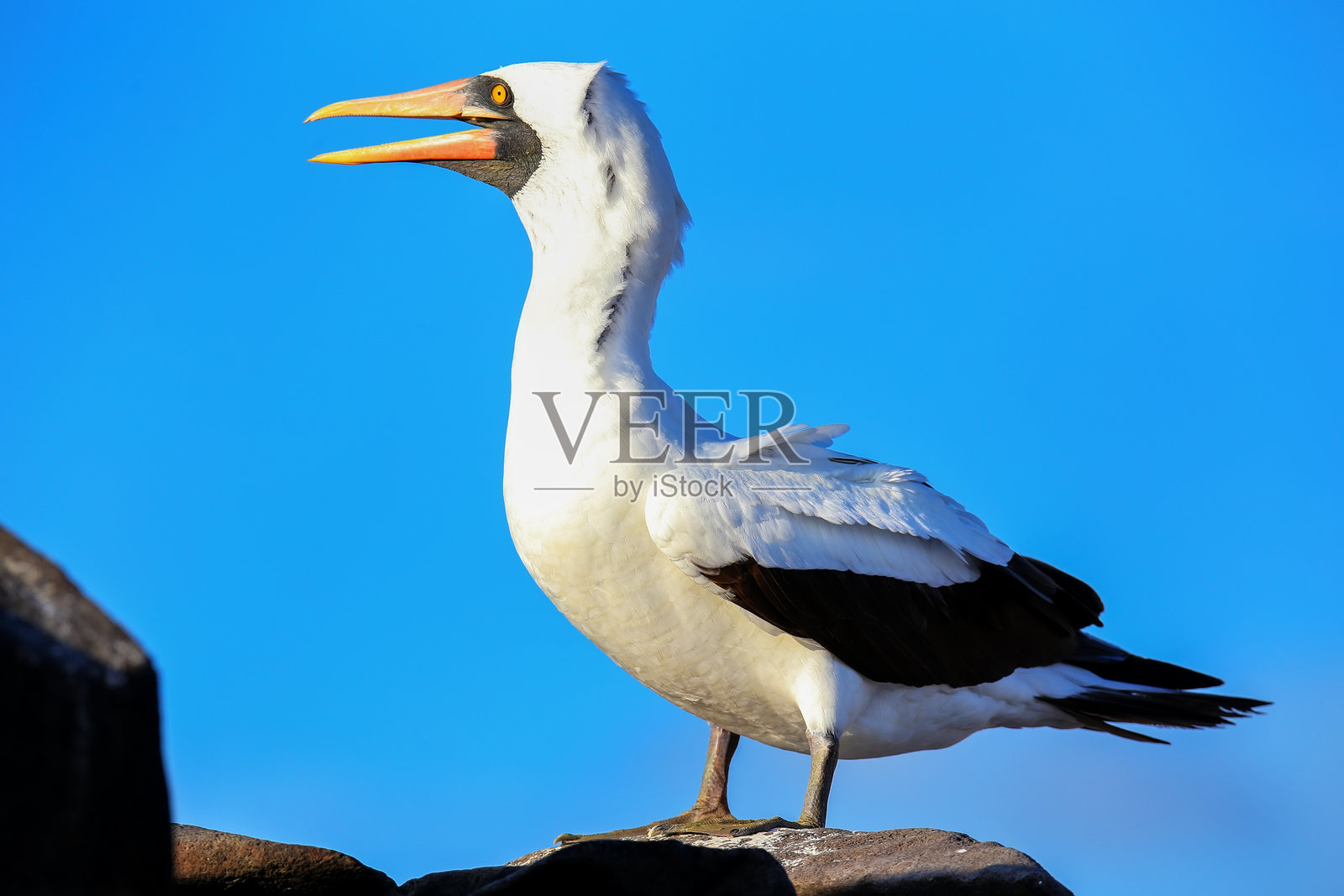 厄瓜多尔加拉帕戈斯国家公园埃斯帕诺拉岛上的纳斯卡海鸥。照片摄影图片