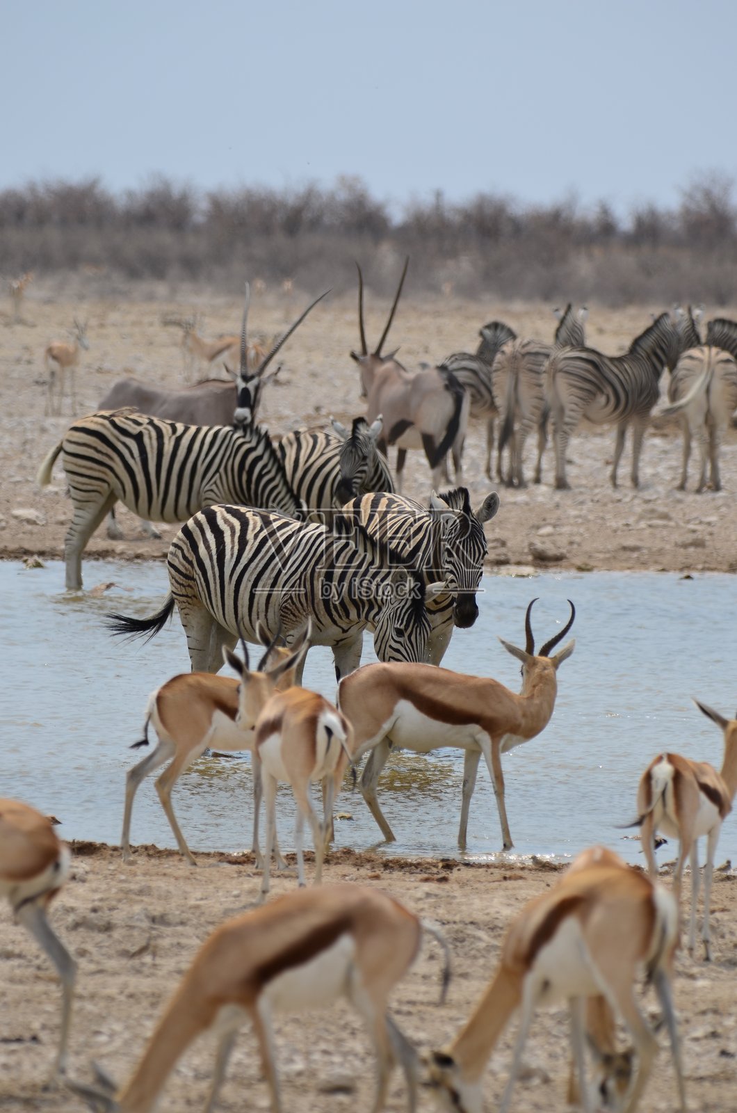 纳米比亚野生动物在水坑饮水照片摄影图片