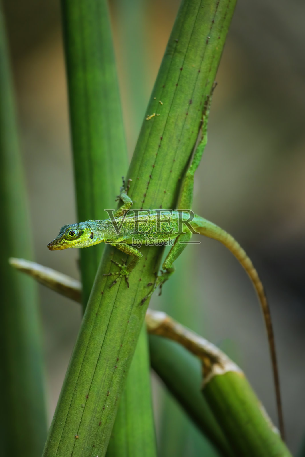 格林纳达树蜥蜴坐在植物上，格林纳达。照片摄影图片