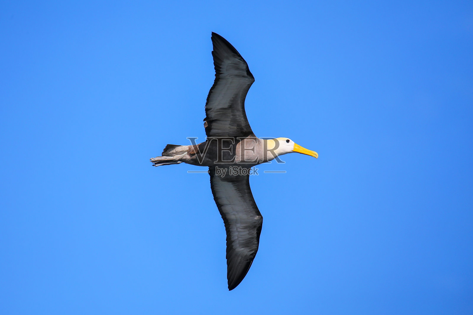 在厄瓜多尔加拉帕戈斯国家公园的埃斯帕诺拉岛上飞翔的波纹信天翁照片摄影图片