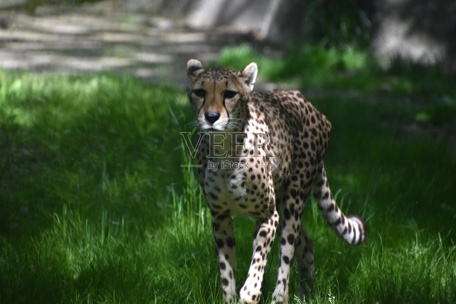 在草地上优雅的野生猎豹照片摄影图片
