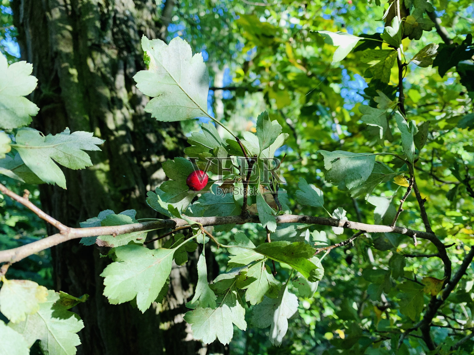 树叶上的瓢虫照片摄影图片