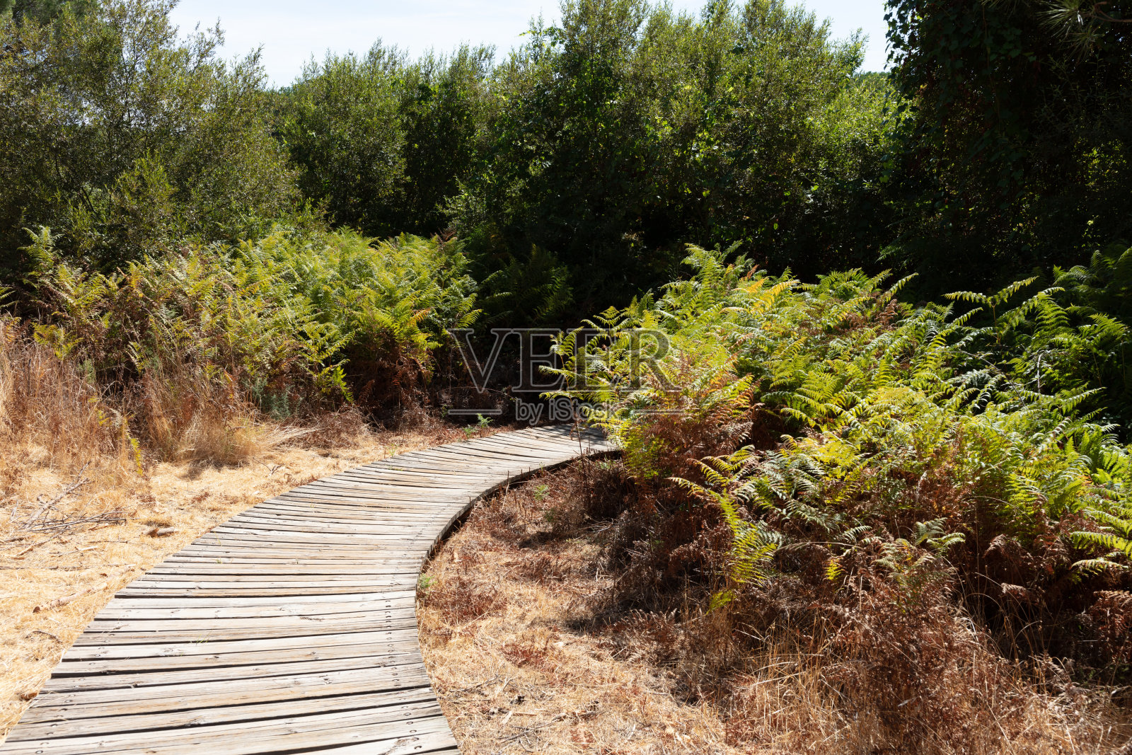 西班牙安达卢西亚的多纳纳国家公园。2025年8月28日。穿过松树林的木栈道照片摄影图片