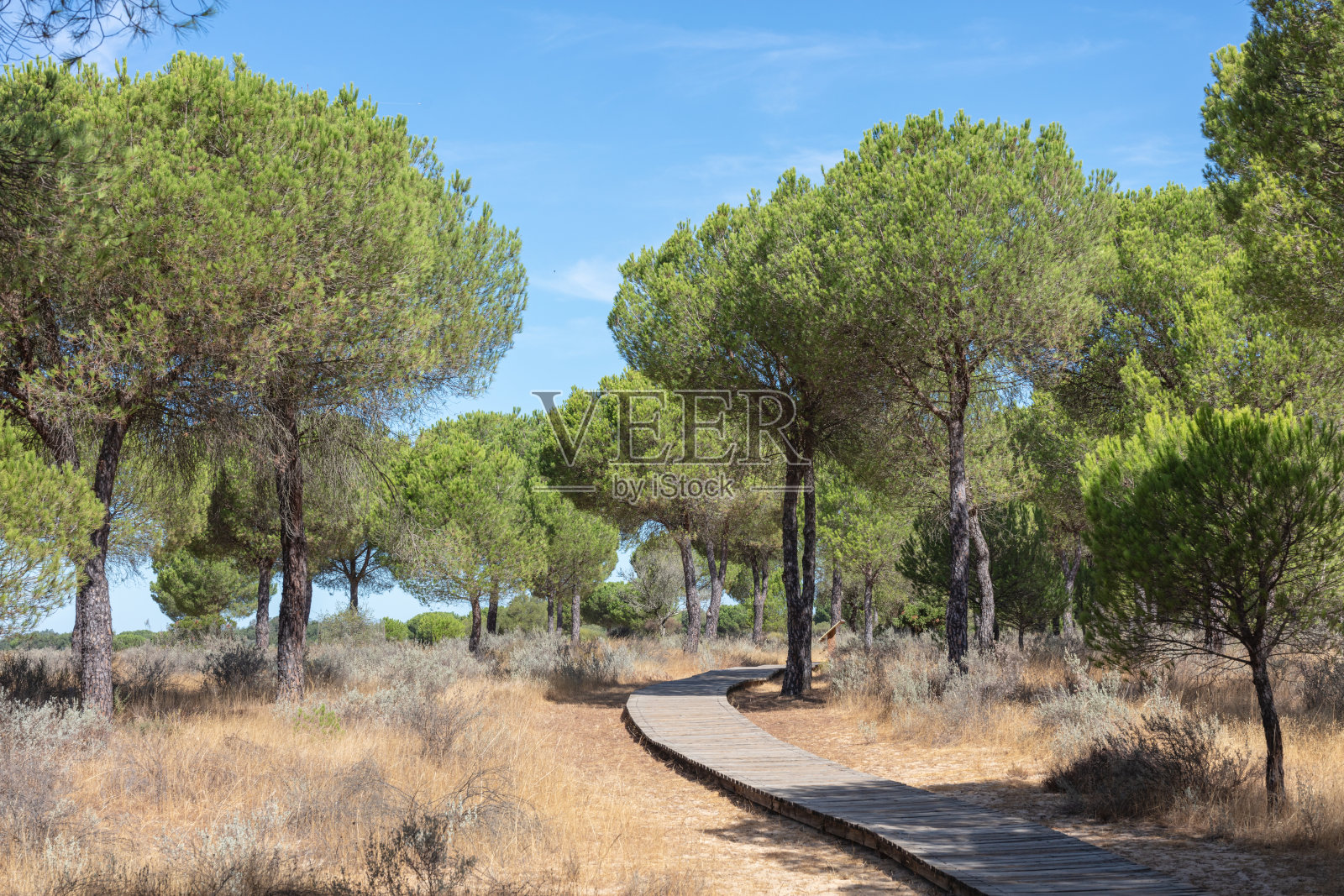 西班牙安达卢西亚的多纳纳国家公园。2025年8月28日。穿过松树林的木栈道照片摄影图片