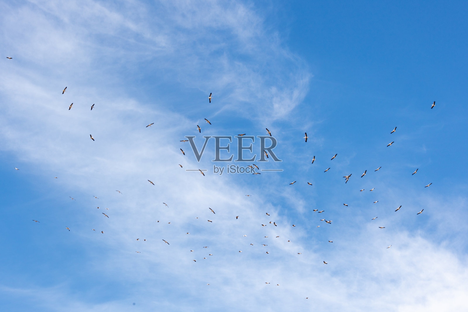 西班牙安达卢西亚的多纳纳国家公园。2025年8月28日。迁徙的鸟儿在蓝天中飞翔。照片摄影图片