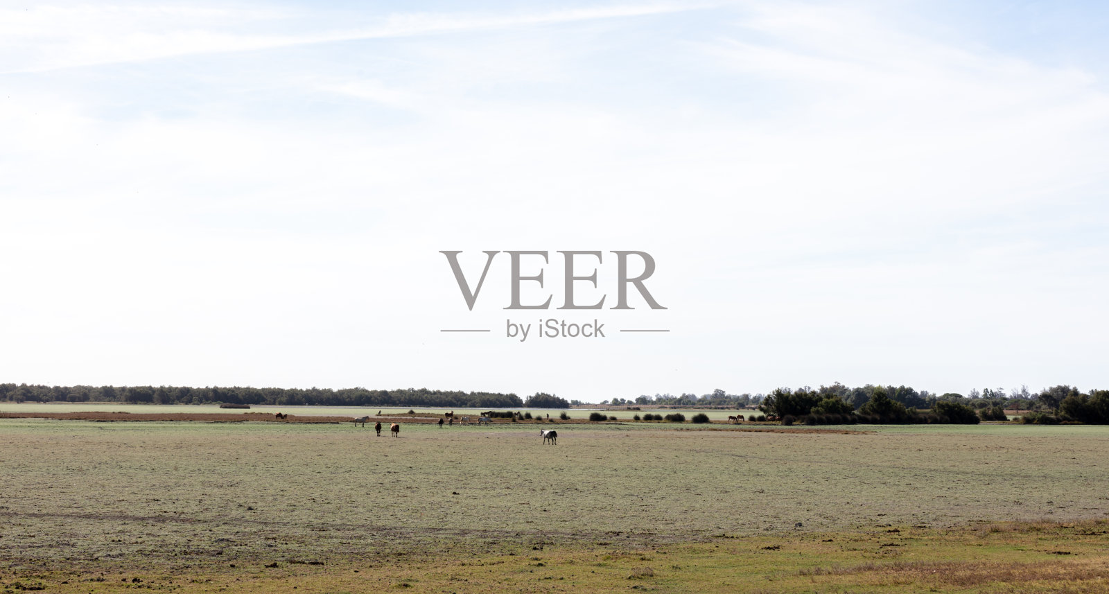 西班牙安达卢西亚的多纳纳国家公园。2025年8月28日。自然保护区内的松树林和研究建筑。照片摄影图片