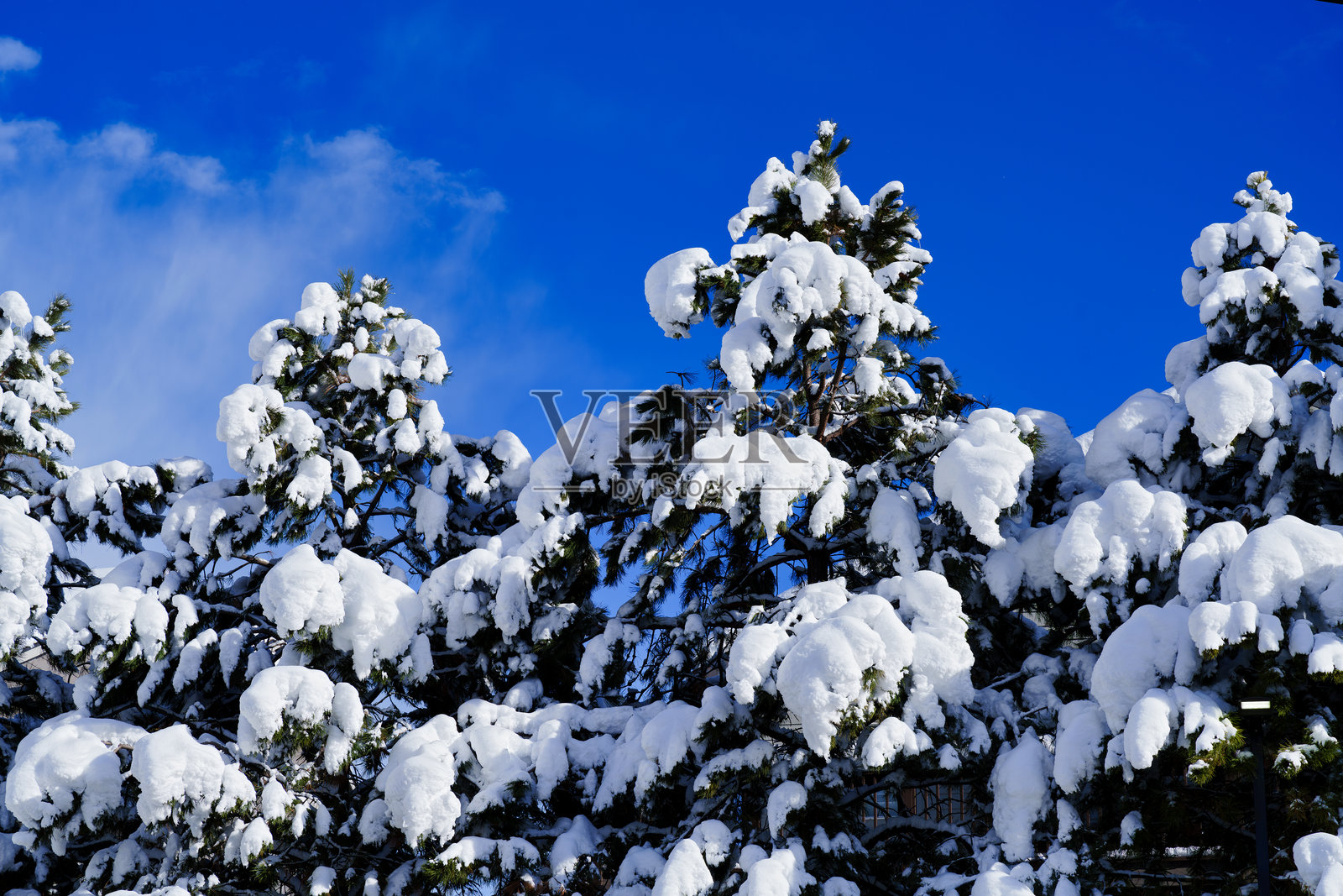 阳光下被雪覆盖的树木照片摄影图片