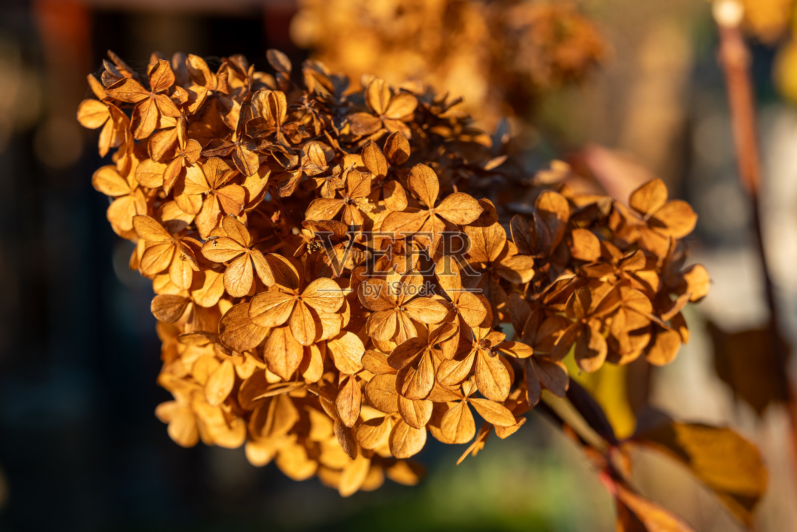 在宁静的花园环境中，干燥的绣球花花簇沐浴在温暖的下午阳光下，正值深秋时节。照片摄影图片