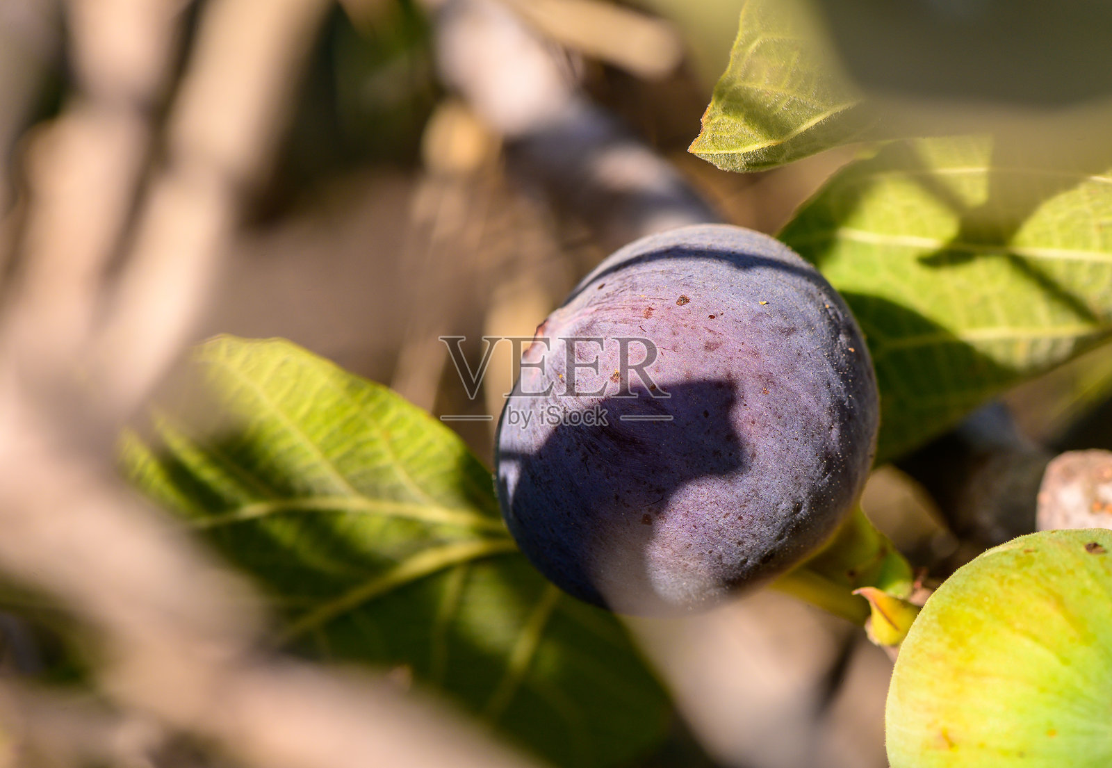 在宁静的花园里，阳光明媚的下午，一颗成熟的无花果从郁郁葱葱的绿叶中探出头来。照片摄影图片