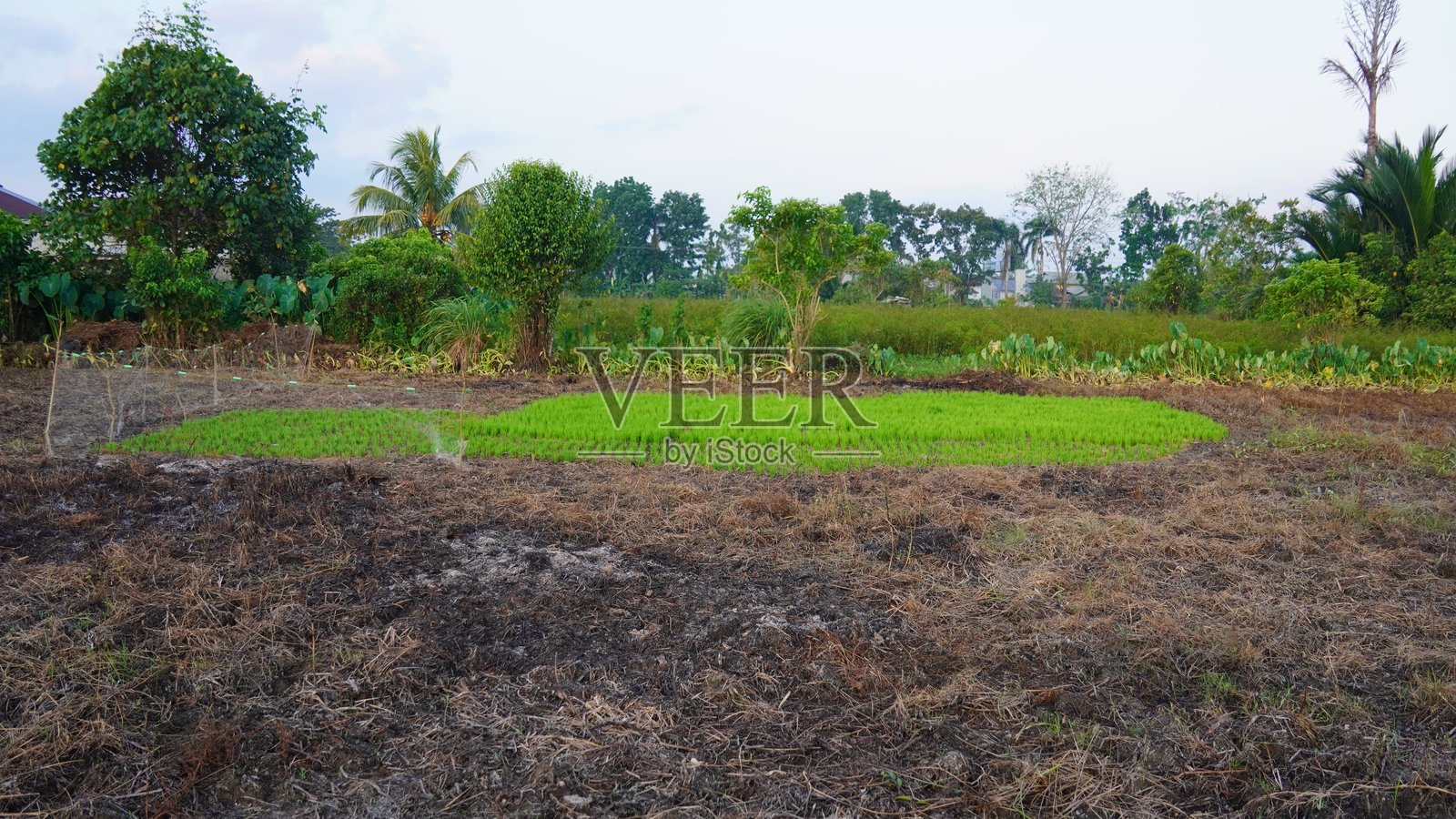 水稻育苗照片摄影图片