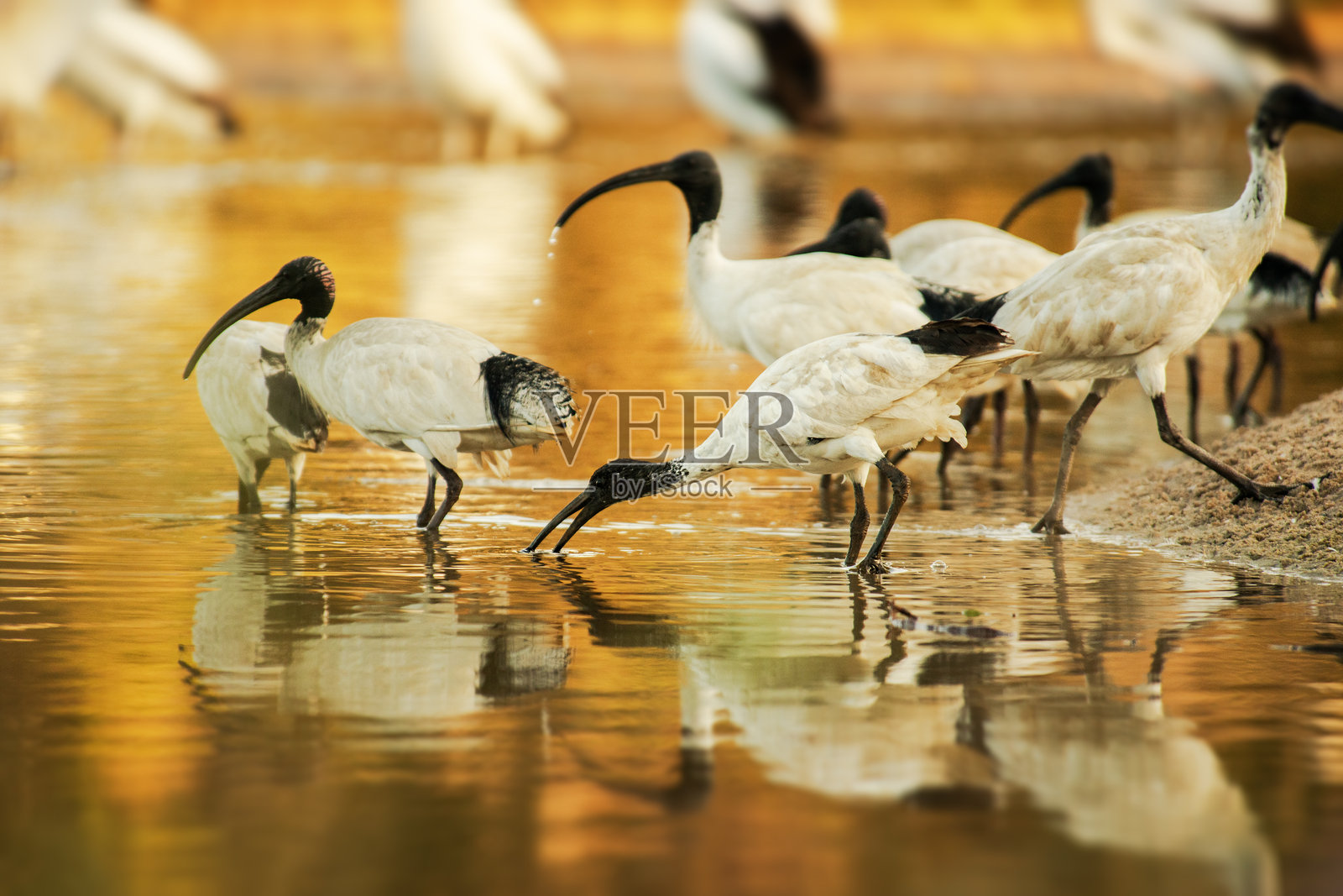 澳洲白鹮群饮水照片摄影图片