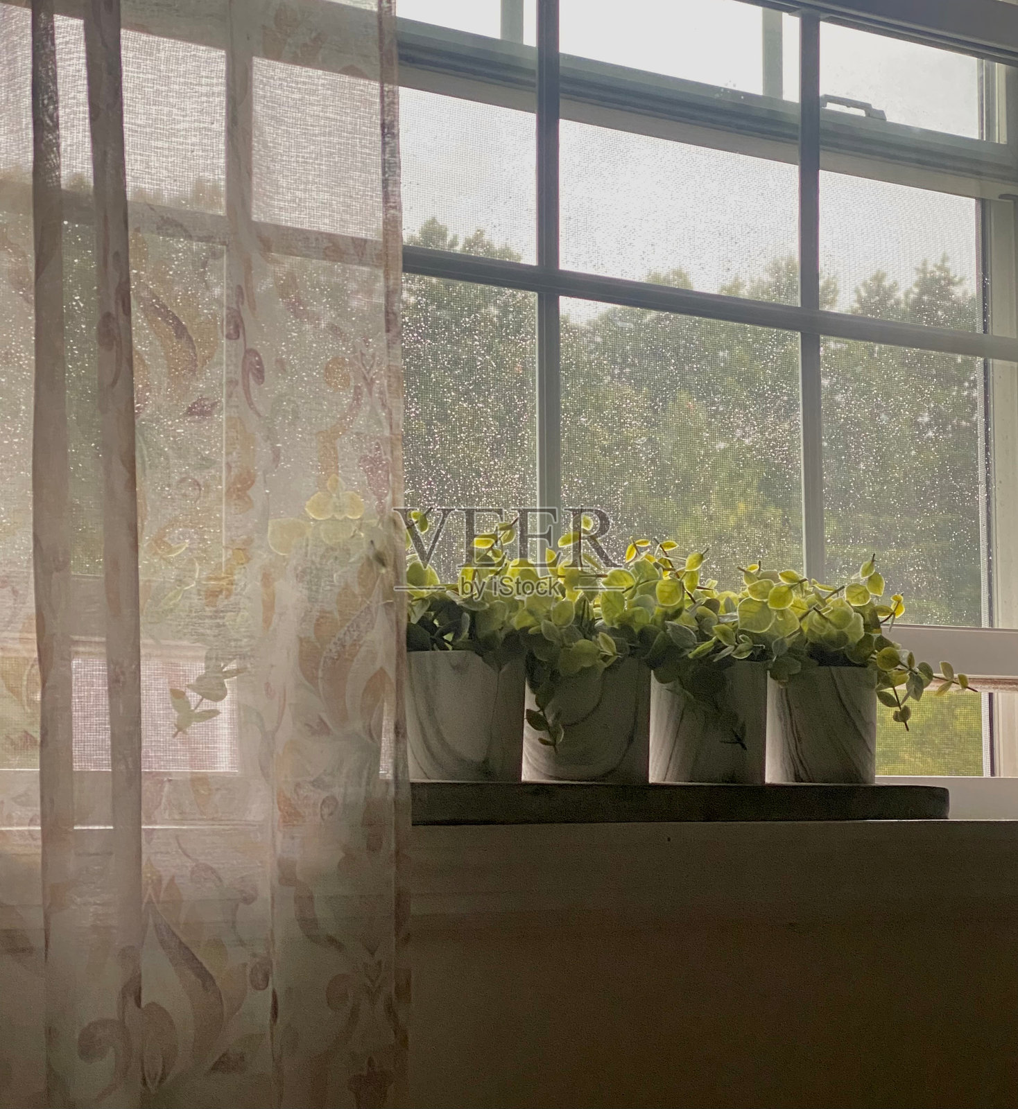 在午后的雨中，小植物和树木在窗台上排成一排照片摄影图片