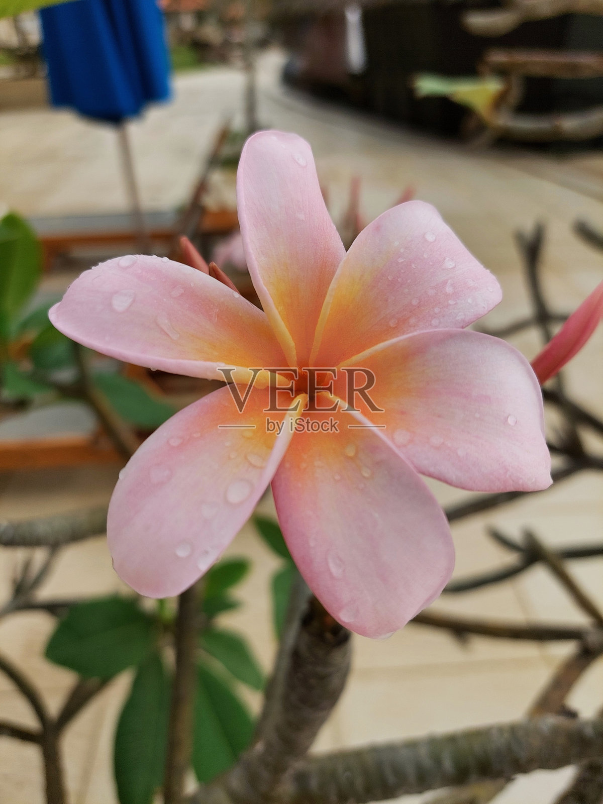 热带的优雅:粉红色的鸡蛋花盛开照片摄影图片