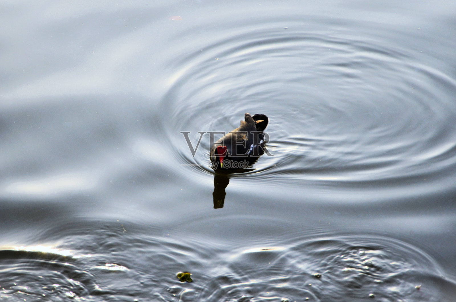 林奈观察湖中的扰动照片摄影图片
