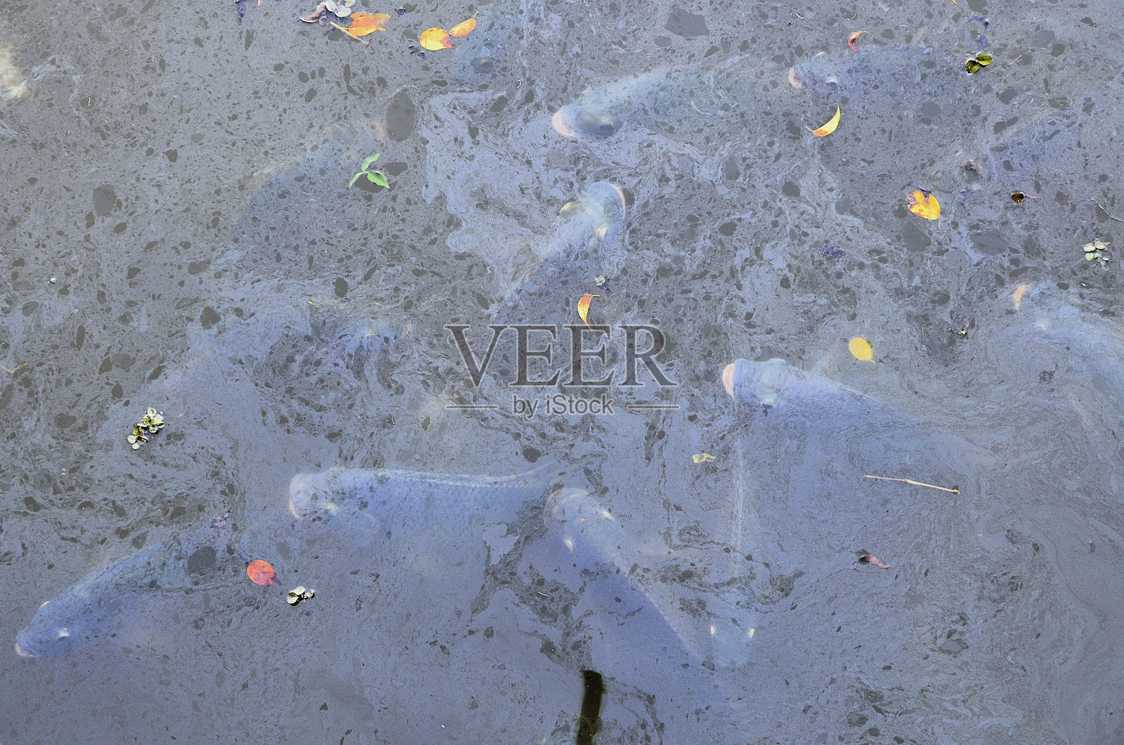 几条大鱼饥饿地从湖中潜到水里照片摄影图片