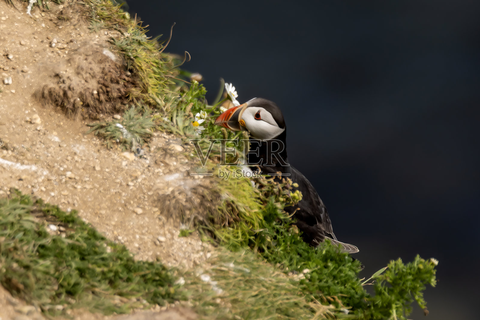 角嘴海雀照片摄影图片
