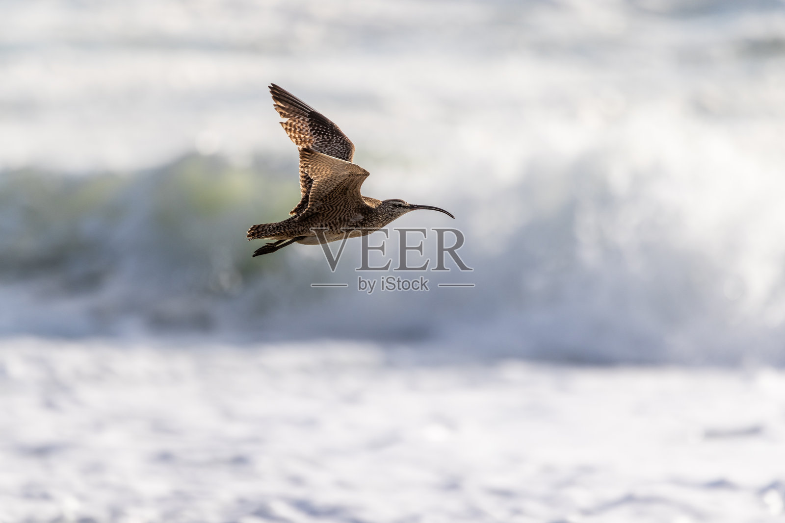 加州北部常见的一种呜咽照片摄影图片