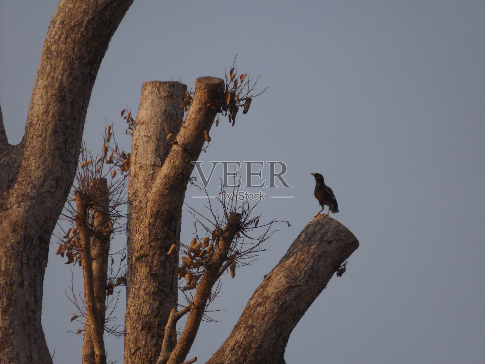 独自站在树上照片摄影图片