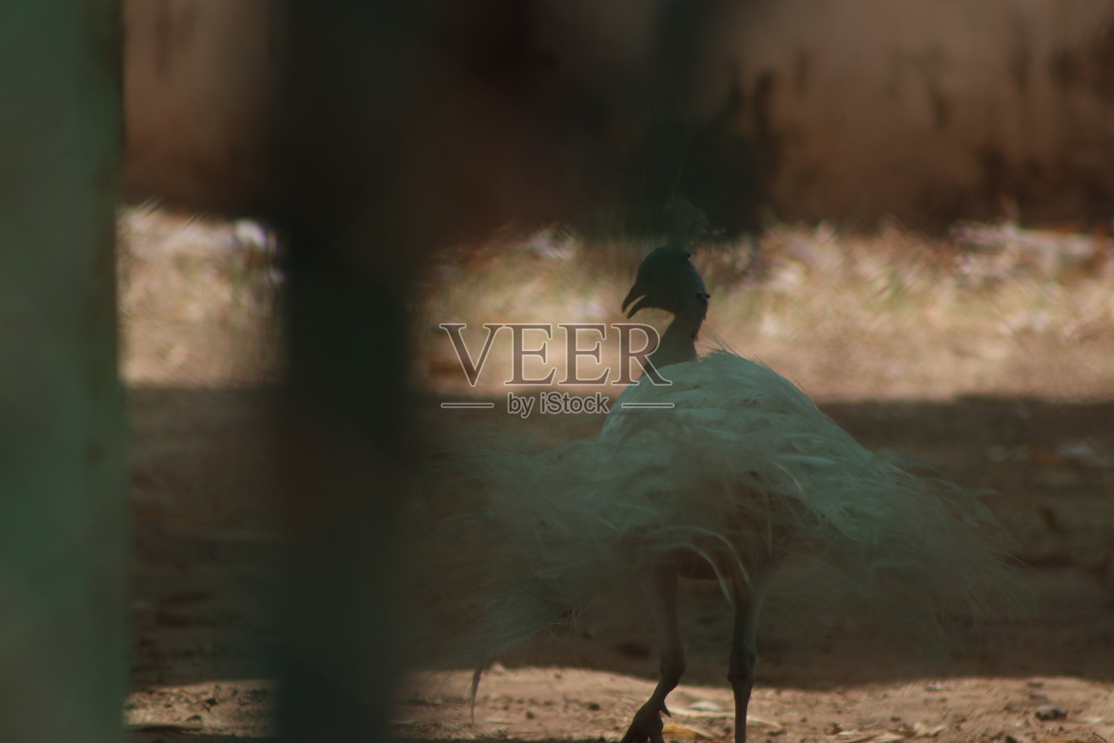 美丽可爱的白孔雀在旅行中的下午摄影照片摄影图片