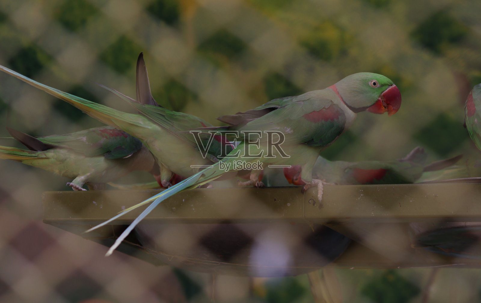 可爱的鹦鹉坐在树枝上和旅行时吃食物摄影照片摄影图片