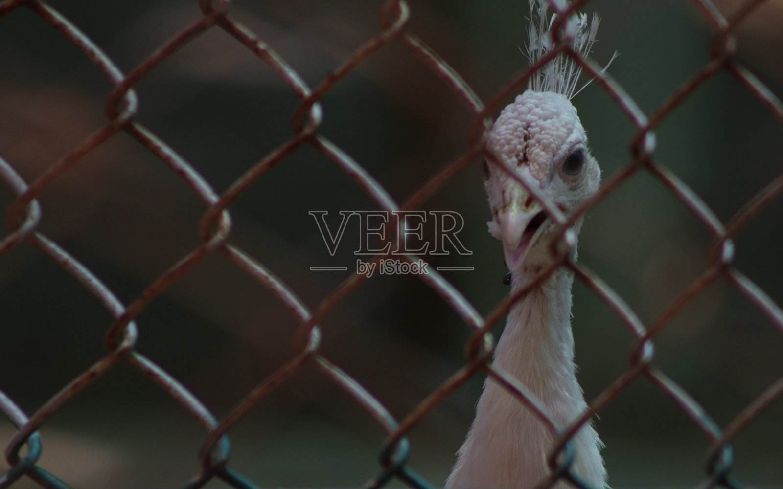 美丽可爱的白孔雀在旅行中的下午摄影照片摄影图片