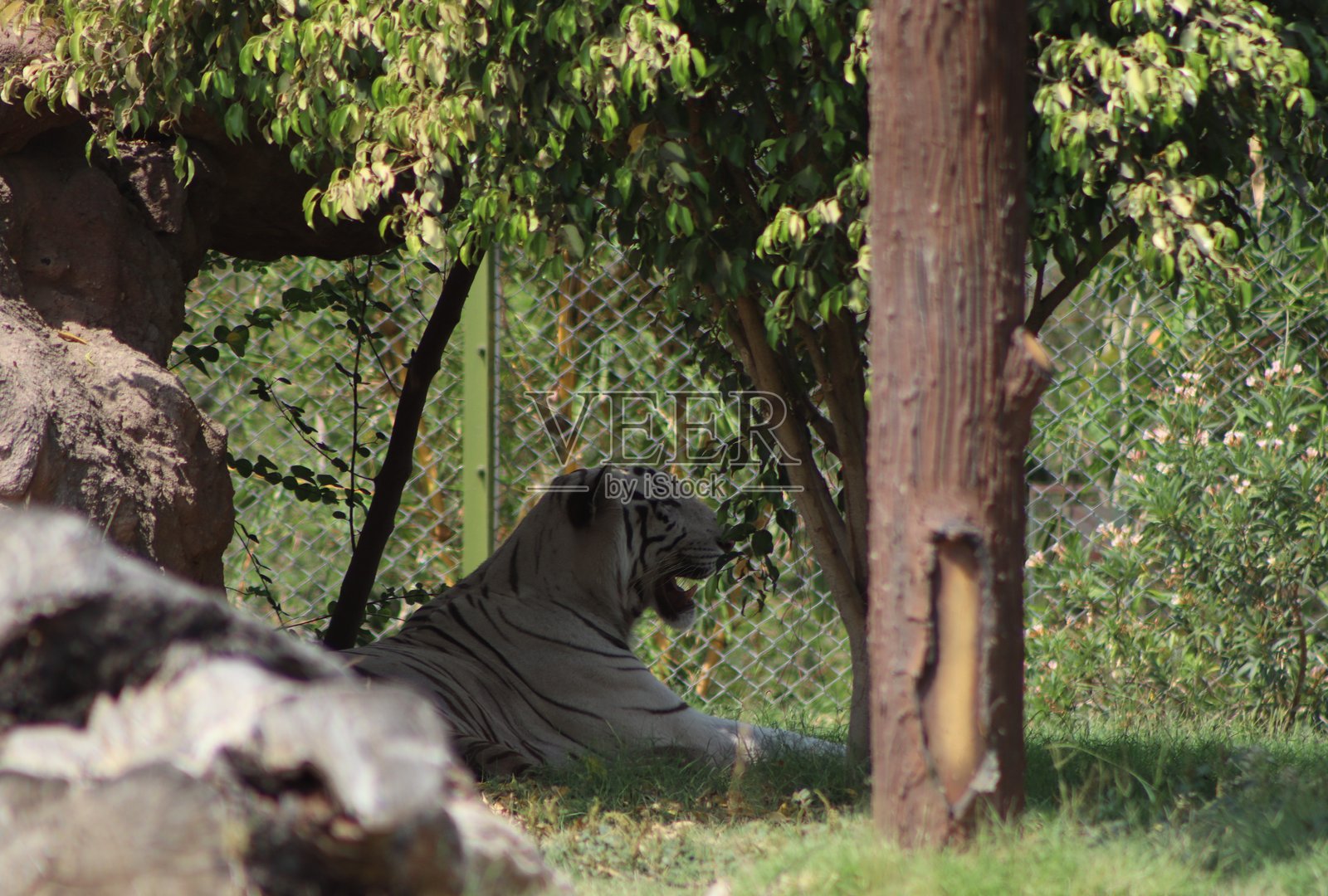 美丽可爱的白虎在森林中旅行时的摄影作品，拍摄于下午。照片摄影图片