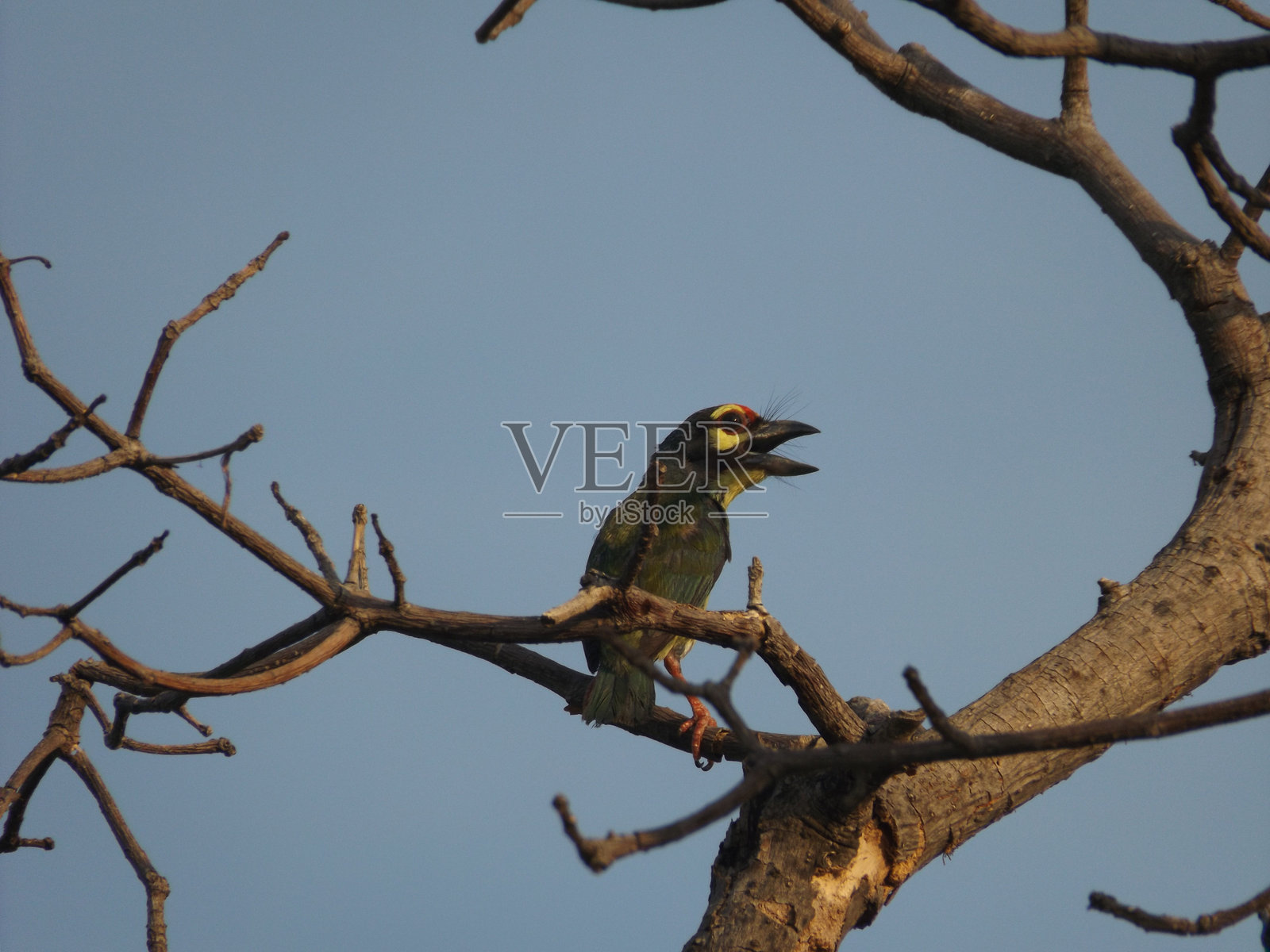 铜匠巨嘴鸟照片摄影图片