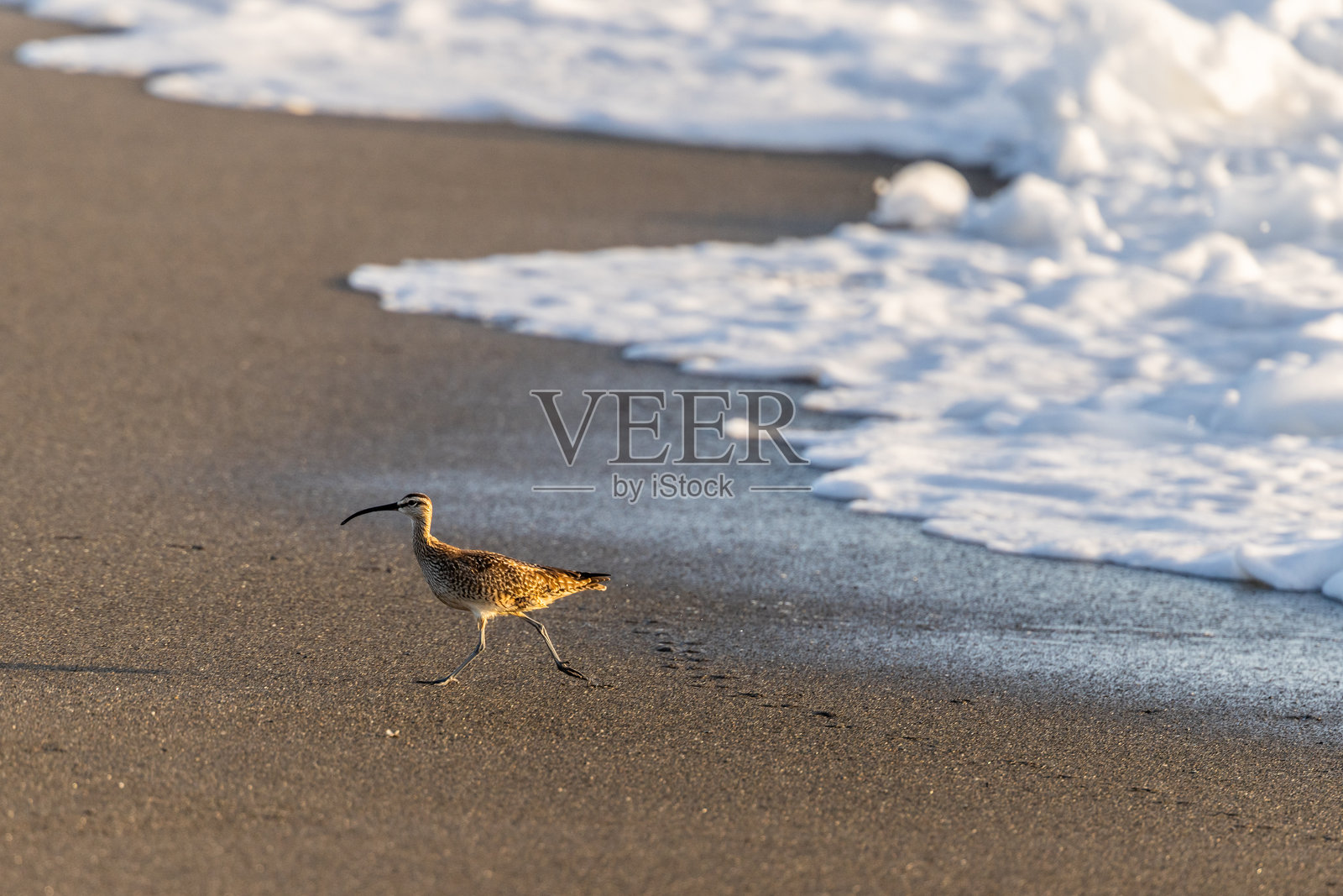 加州北部常见的一种呜咽照片摄影图片