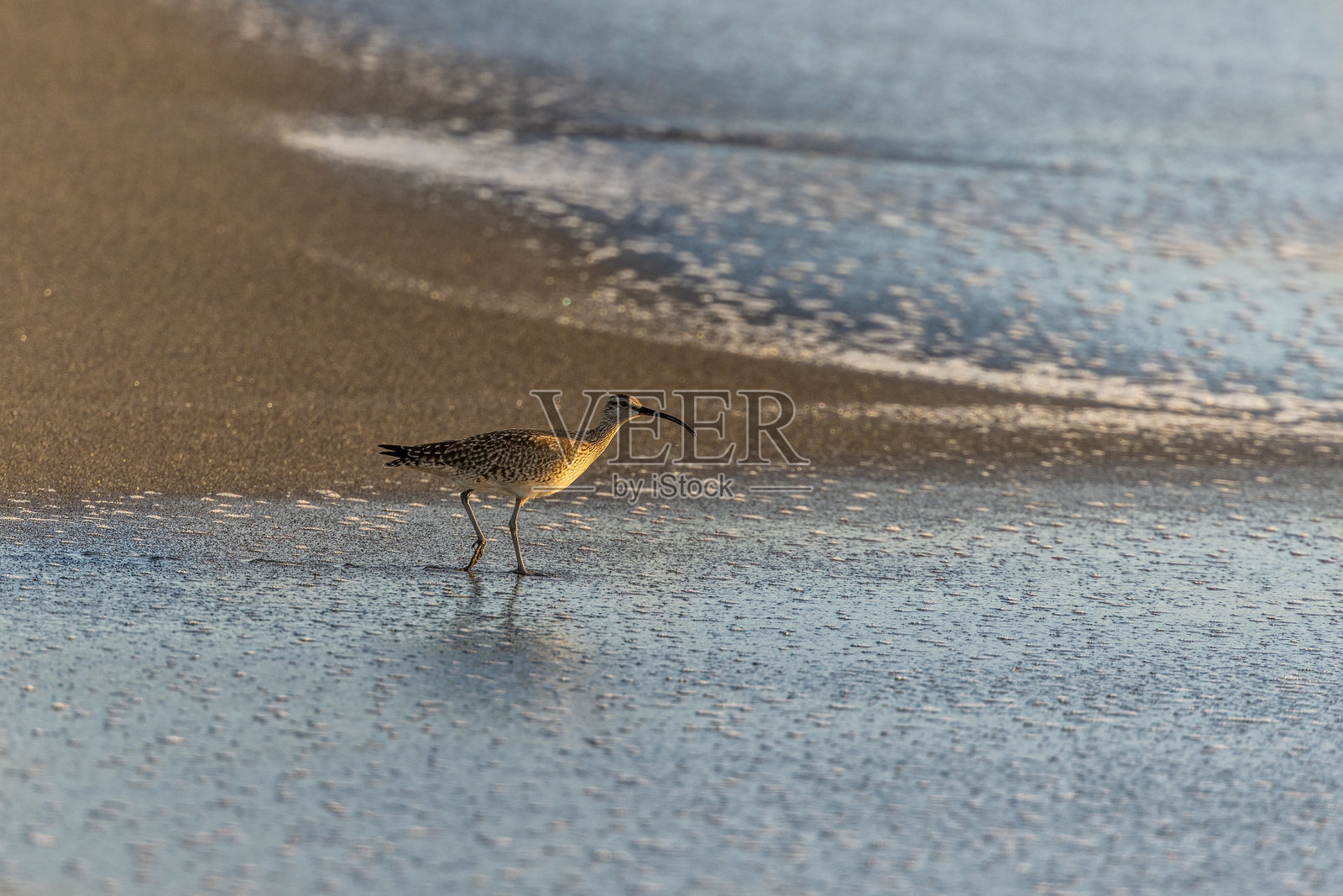 加州北部常见的一种呜咽照片摄影图片
