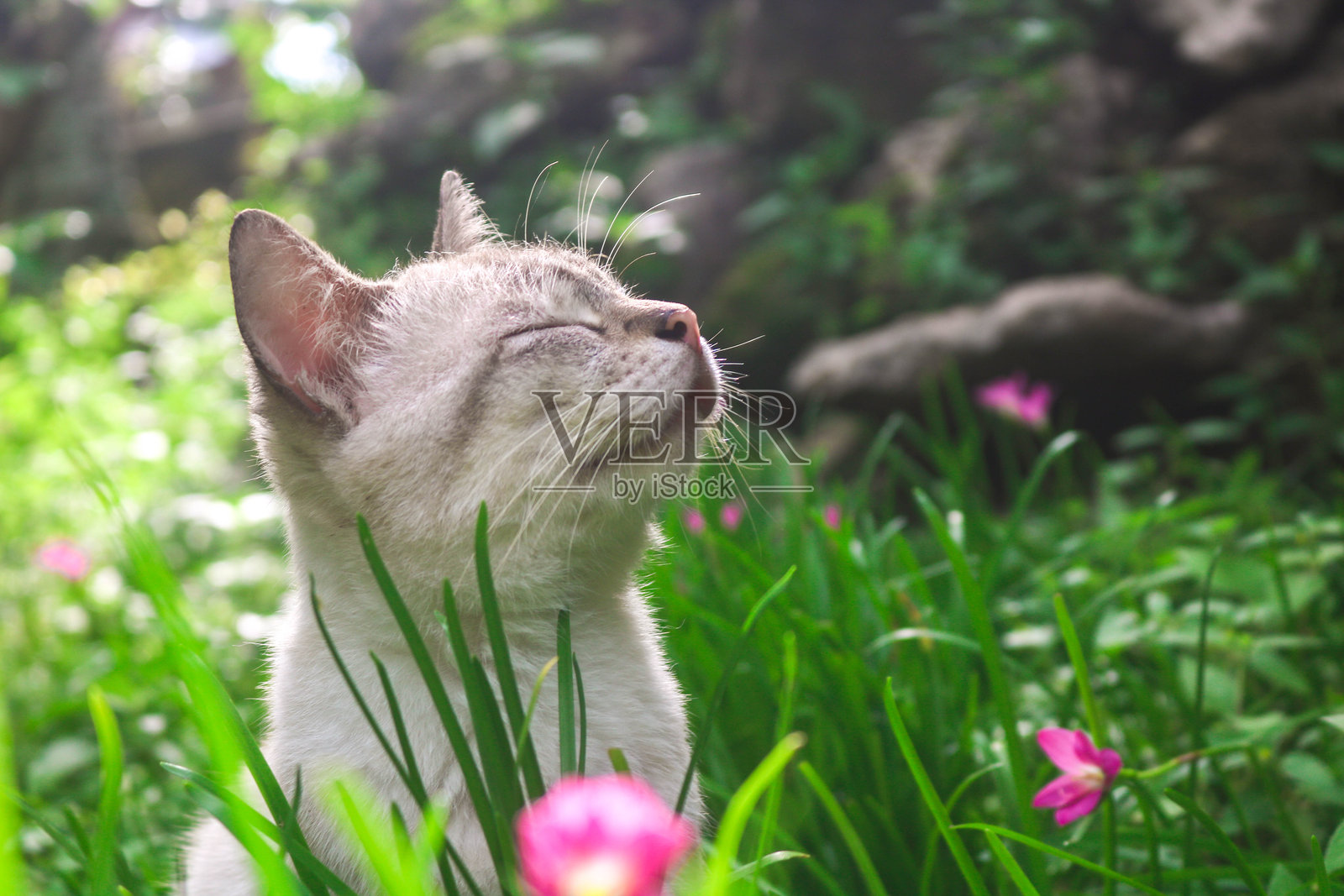 在午后的阳光下，白猫在野百合中仰望的美学姿势。猫在满是鲜花和草的院子里玩耍照片摄影图片