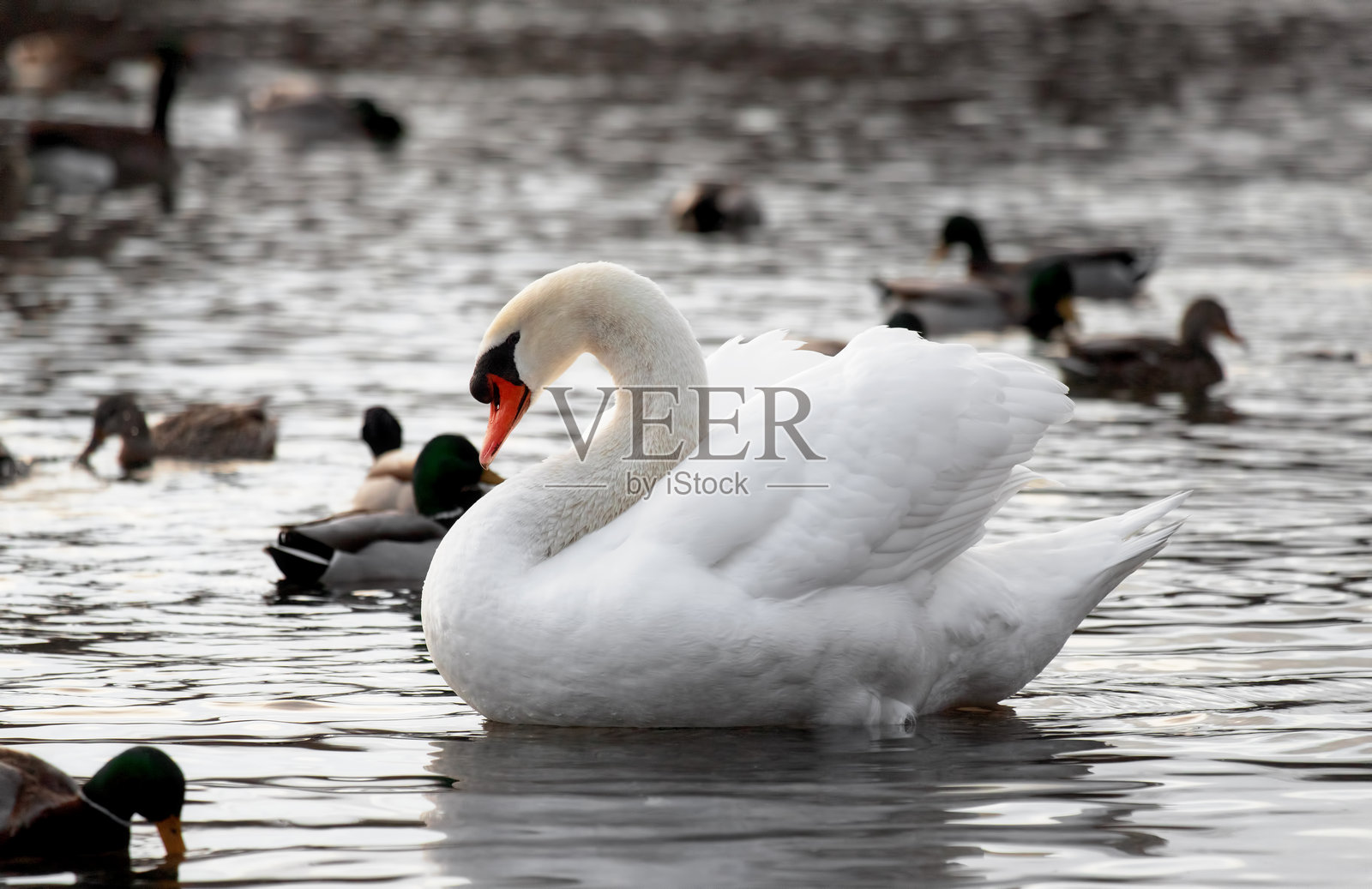 水上的哑巴天鹅照片摄影图片