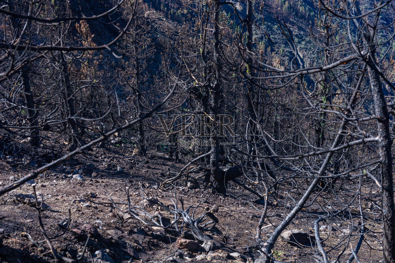 下午发生森林火灾。草和树在燃烧。特内里费岛的火和烟照片摄影图片