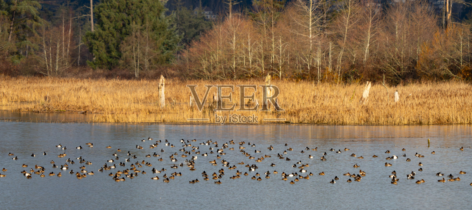 在下午的光线下飞行的一小群小飞禽照片摄影图片
