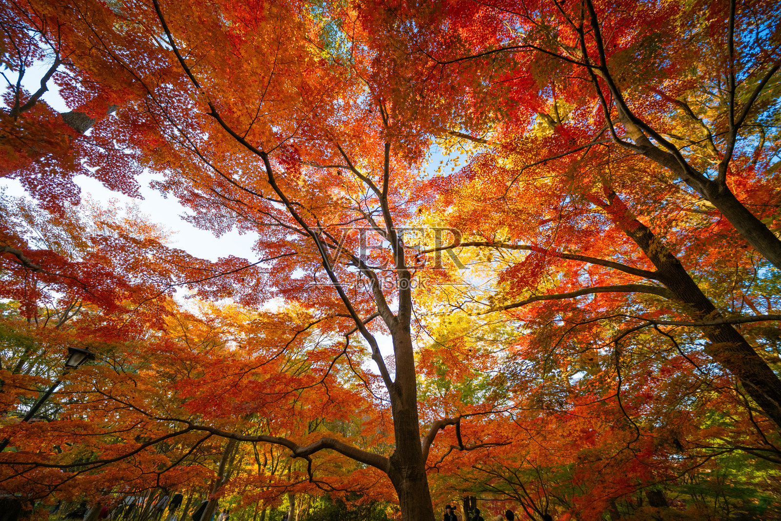 五彩缤纷的秋天日本枫林照片摄影图片